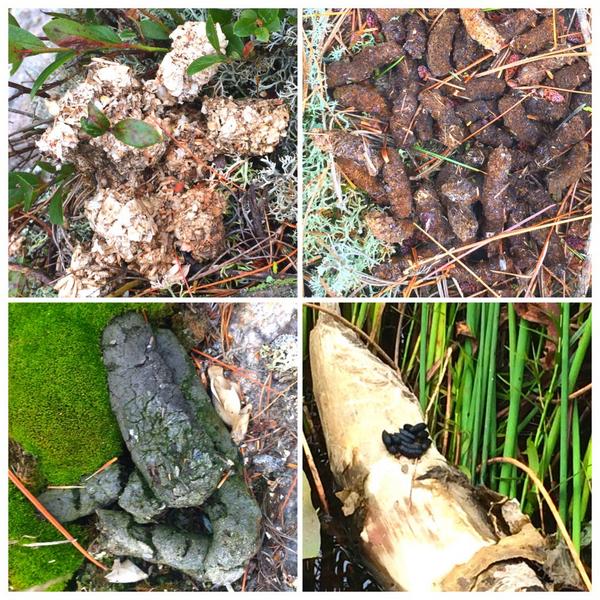 GrundyLkPP's tweet photo. Watch where you step! Animals leave us clues from their visits everywhere! #ScatSunday @OntarioParksNE @OntarioParks http://t.co/wjzoYYGvce