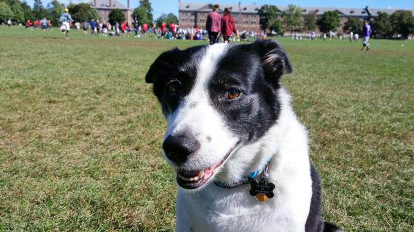 <a href="/TheGhosts/">thomas geister</a> Coug and Amber brought their model dog, Luna, today! So cute