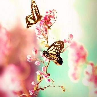 願いを引き寄せる 恋に効く待ち受け Lucky Wallpaper Twitter
