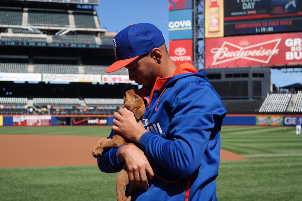 New York Mets on X: Pregame Polar Bear. 🐻❄️