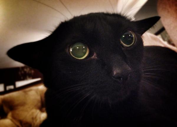 ShadowMeAnimals's tweet image. #cutestcatever