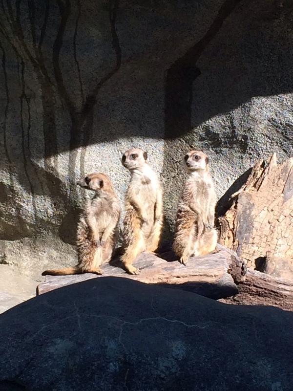 SamekSweetheart's tweet photo. The Kansas City zoo was so much fun yesterday! #meercats #ilovetheseguys http://t.co/fmK1u5ulF9
