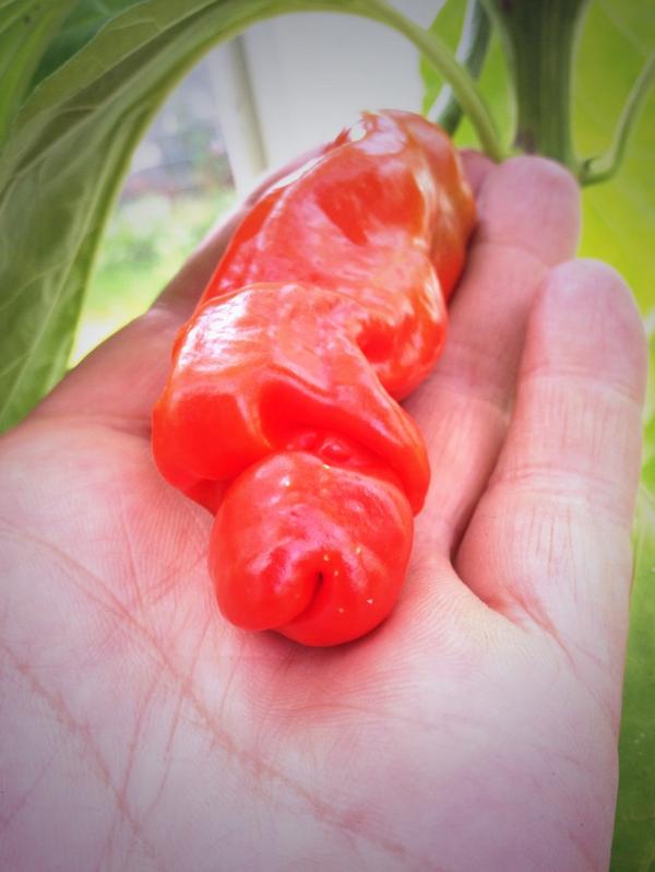 Vissa #chili är helt klart snyggare än andra😳