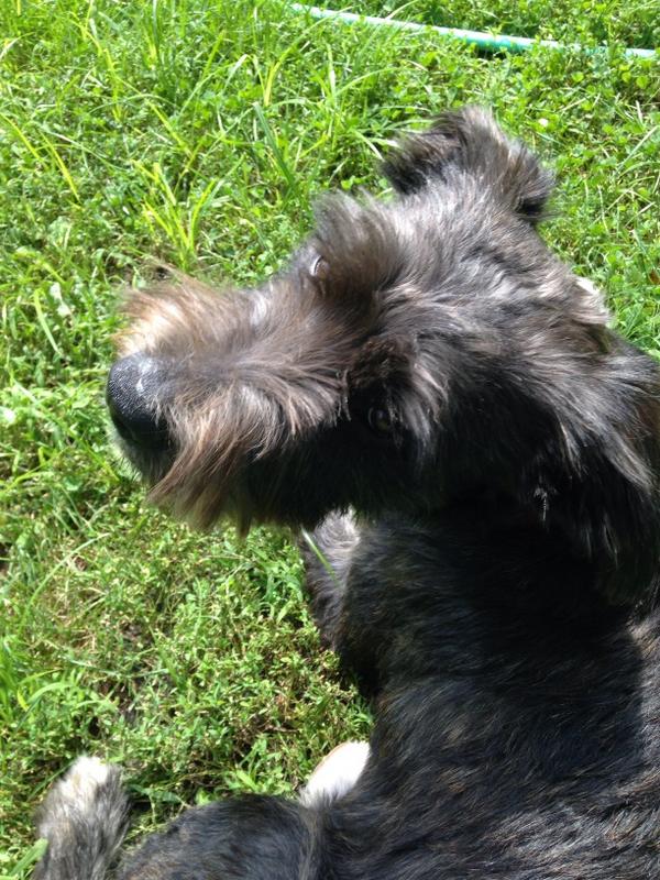 okfurstly's tweet image. When are auditions for Rollo? #Outlander #wrongbreed #lovemypuppy