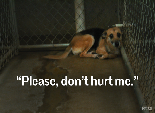 PETA tweet media