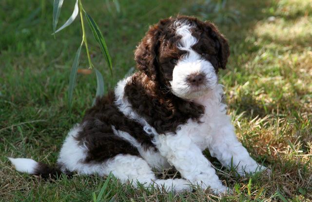 Duckett lagotto sale