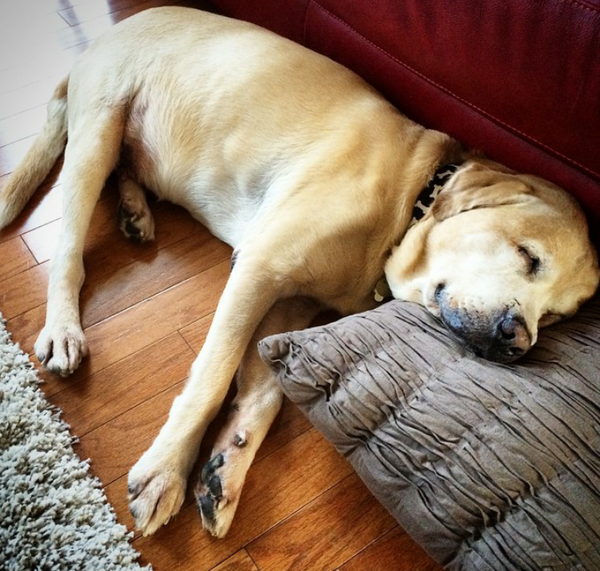HunterYellowLab's tweet photo. Ahhhhhhh an afternoon nap while dad watches football. http://t.co/iGcyqg2Kpl