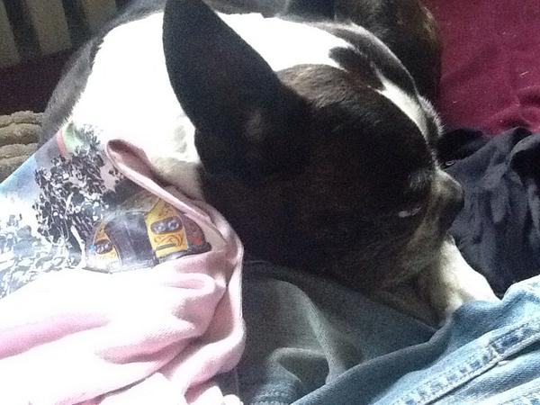 Val555's tweet photo. #Pup69 #Pop69 @Pop69Movie @cw_entertains #love #peace and #puppy love http://t.co/rogPF3XbDI