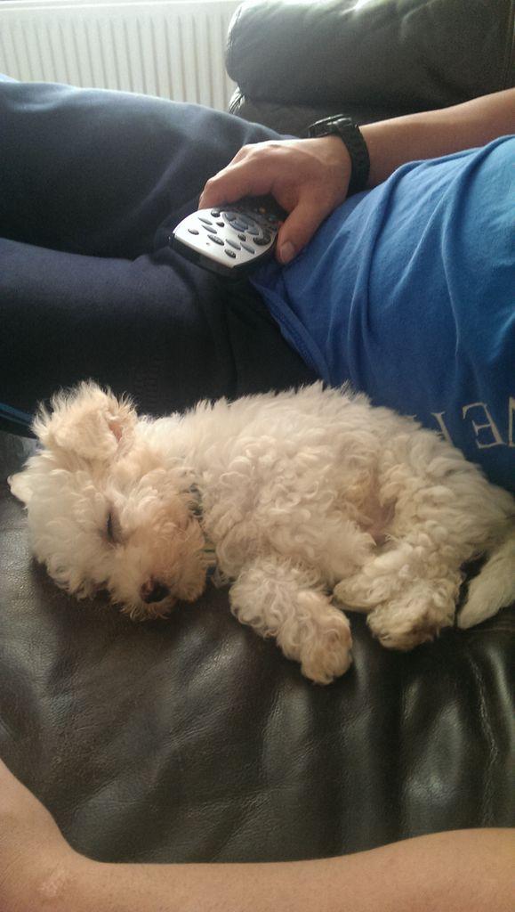 antonia_moran's tweet photo. Our boy Harley :-) xxx http://t.co/kJHU8Lw36g