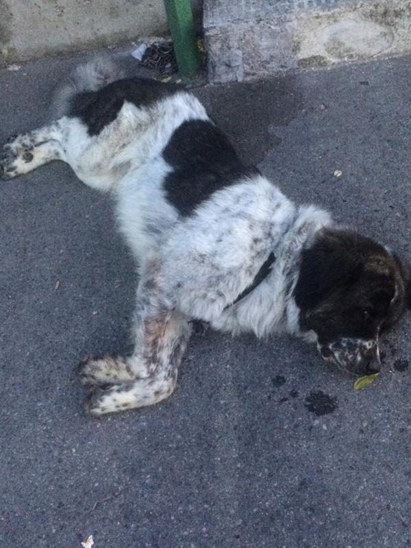 rubenmafi's tweet photo. Hasta siempre amigo mío 🐶 buen viaje vas a estar mejor que nunca :) http://t.co/hoT3Spcn7w