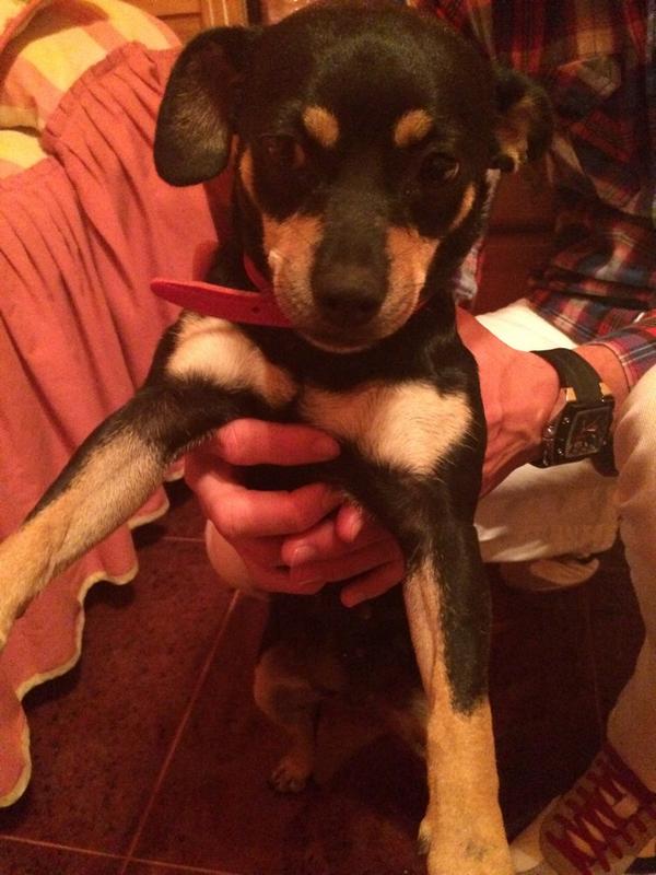 polodefresa89's tweet photo. Tengo esta perrita desde ayer esta pérdida por favor compartir a ver sí alguien la conoce @cehegin4u @ceheginactual http://t.co/H0kU6yCPQF