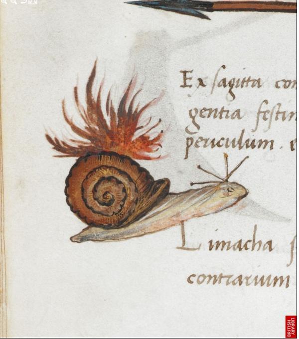 medieval manuscript art snails medieval manuscript art snails
