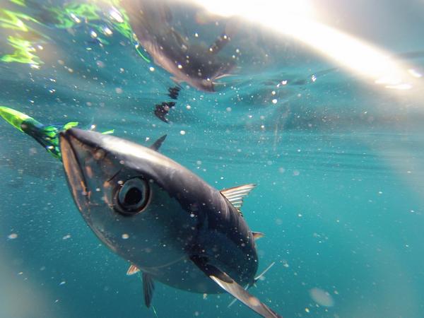 Tuna today! As nice as it gets offshore. Plenty of wildlife and tuna. Like Going to the tropics for the day.