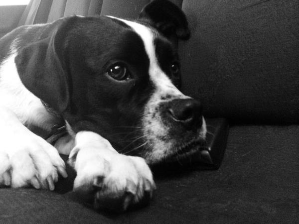 tarasutherland's tweet photo. I didn’t start it Mummy - McKinley did #baddog #inthedogbox http://t.co/PbdpY3KMfu