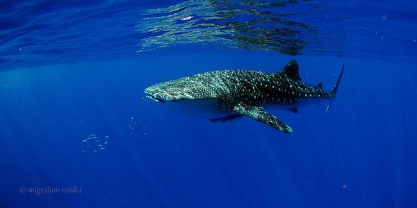 Western Australia Highlights bit.ly/1s2VUbi