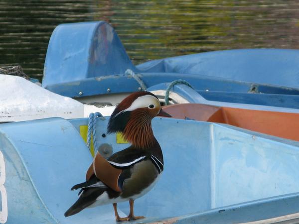 Millhouses Park tweet media