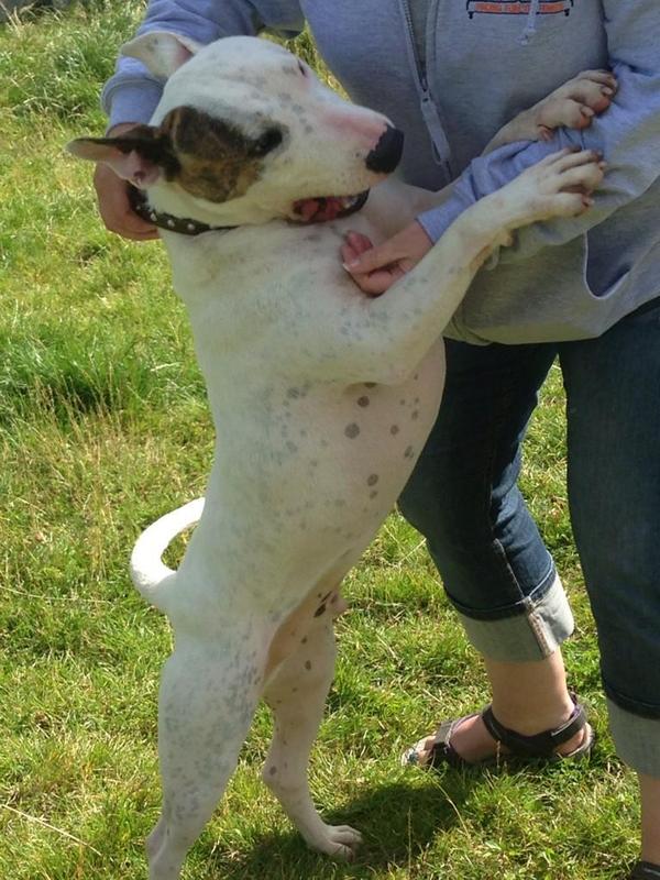 BorderlandCally's tweet photo. Patch @NWDogRescue typical EBT, looking for his furever #Liverpool6
http://t.co/HqwAWi7dWY http://t.co/JnDVunhKKA