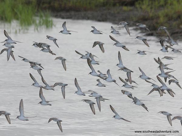 Monday morning rush hour... (Photo by @kayakstsimons)