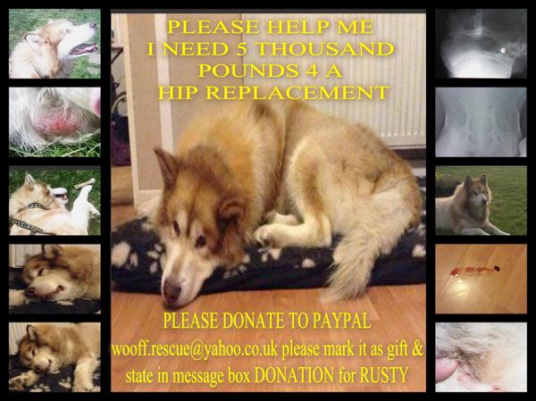 The_Animal_Team's tweet photo. RUSTY #donate #help #vetfees #rustyhips even #sparechange #apound #helps #donate via #paypal woof.rescue@yahoo.co.uk http://t.co/g6g16cgBj2