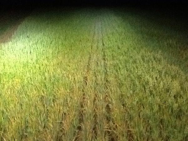 Daniel Schoenberg tweet media