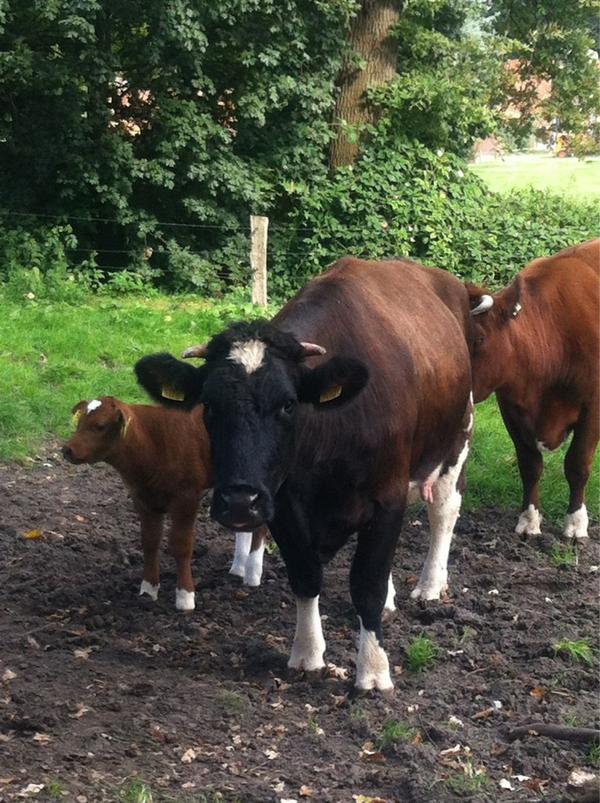 Donderdag gaan we met Toer de Boer oa kijken hoe t met dit schatje is! Paar plekjes vrij nog: lekkertwente.nl/toerdeboer