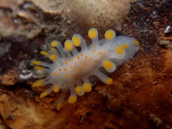 Brightly coloured beautiful Limacia found during survey at Runswick Bay with Conchological Soc and #NEMarine last Fri