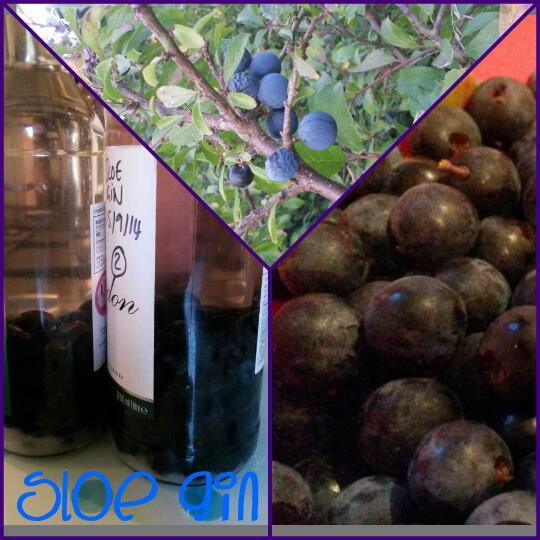 Lots of Sloe Gin made today, looking forward to sampling it at Christmas! #wildfood #foraging #homemade #wildbooze
