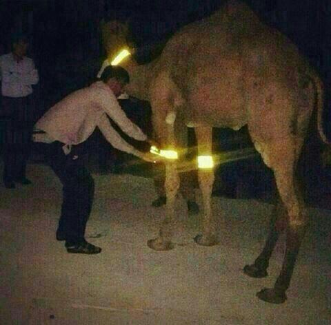 AssRidc's tweet image. 