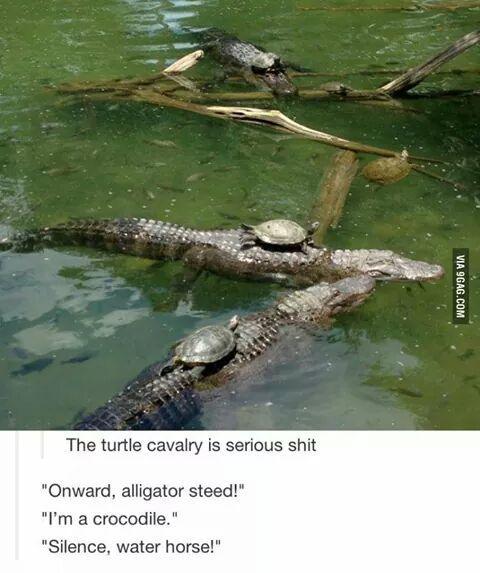 miilkkk's tweet photo. Lmao love turtles http://t.co/rflUq4YF3r