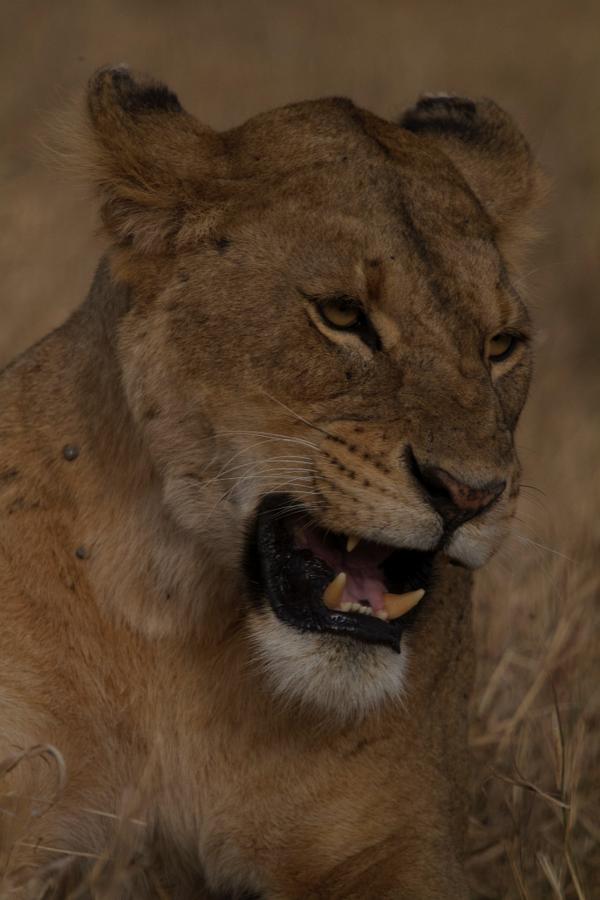 RunningFromMoos's tweet image. A game drive like no other: the Ngorongoro Crater #Tanzania bit.ly/1sazsqK
