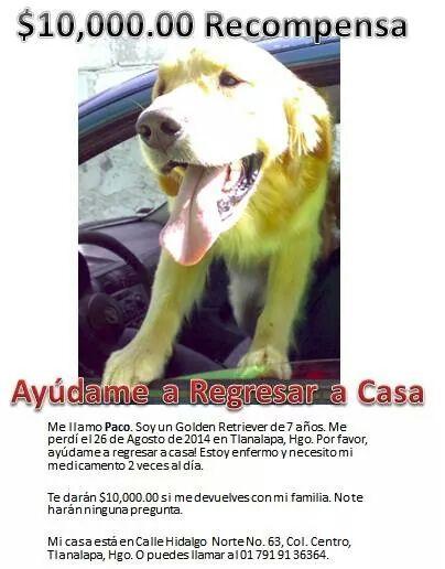 <a href="/PrrosPerdidosMX/">PerrosPerdidosMx</a> AYUDA!Perdido en #Hidalgo. "" <a href="/APASDEM/">APASDEM, A.C.</a> <a href="/la_woodra/">GiGi</a> <a href="/LeoJabbasky/">Leo π 🌱</a> <a href="/UribeMerle/">Merle Uribe Oficial</a> <a href="/G_a_b_s/">Gabs….</a> <a href="/DenunciaMaskota/">DenunciaMaskota</a>