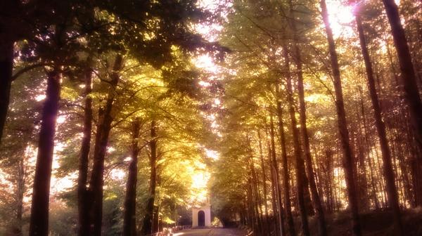 TrecchinaInfo's tweet photo. Per voi questa foto di @FilipponeCarmen - #Parco #Forraina, #Trecchina Pz #15settembre2014 http://t.co/lexbIQXrQB