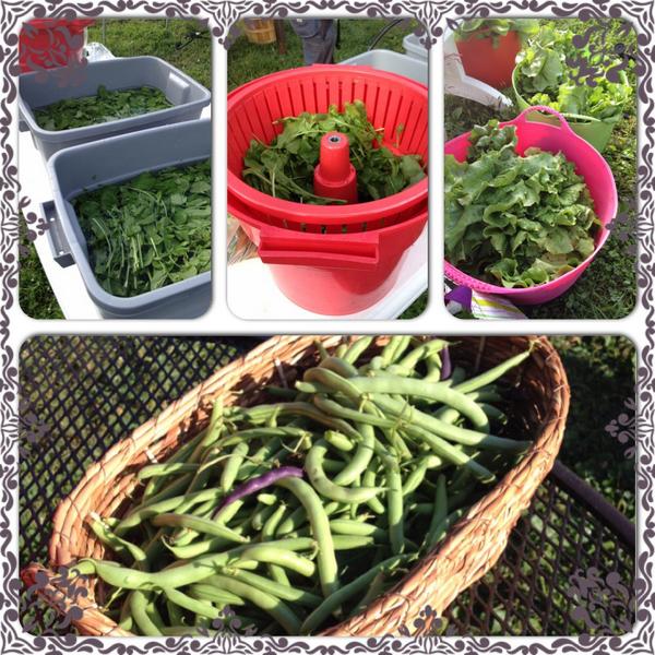 NeedhamFarm's tweet image. Bountiful harvest 93lbs including arugula, basil, bok choi, peppers, eggplant, purple potatoes #foodjustice
