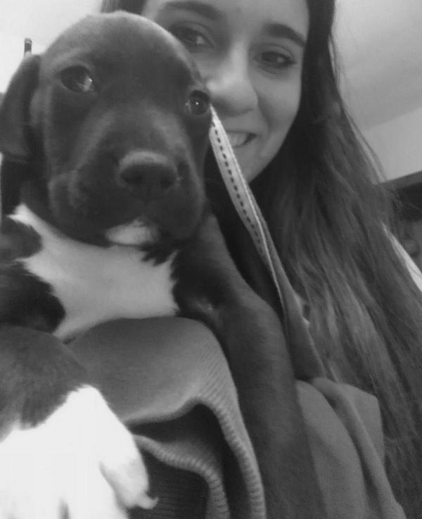 RoocioKuki's tweet photo. #mamallama #selfiedog http://t.co/sj84589DlU
