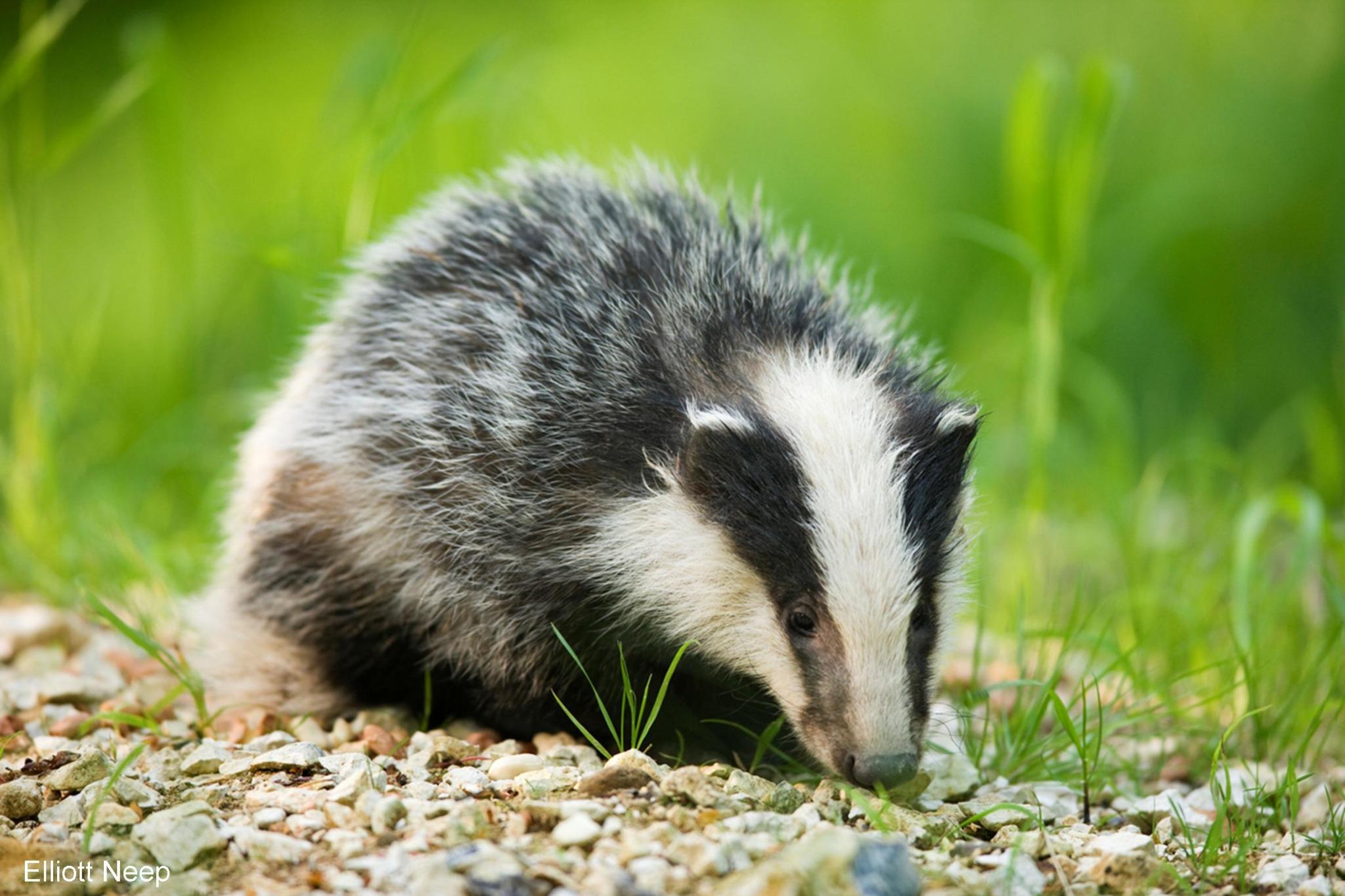 Рыжий барсук картинки. Барсук. Американский барсук грустный. Барсук групп. Пигги барсук.