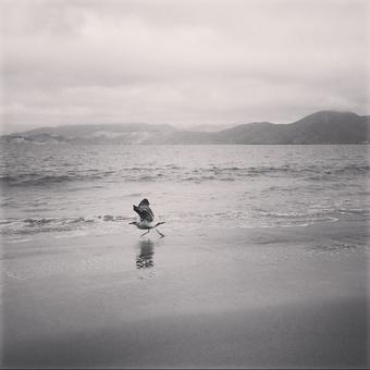 14 days till Santa Cruz Triathlon! Open water swim (with a curious seal) at China Beach. Shine skim boarded<a href="/tag/sctri"class="tags"><span>#sctri</span></a>