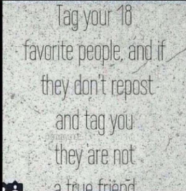 ApriL the cat tweet media