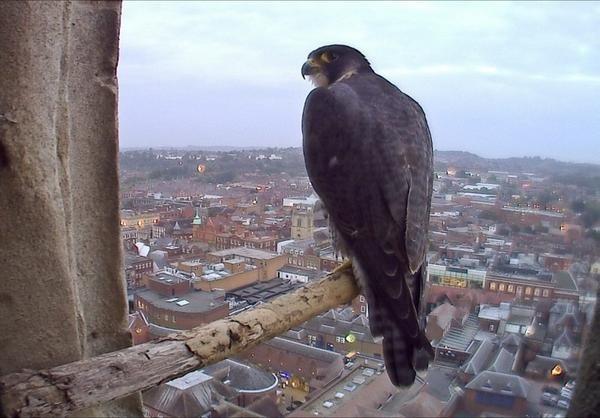 DaveThroupFans's tweet photo. Since Dave has been morphing into a bird we see less of him but rest safe in the knowledge that #Worcester is safe http://t.co/TCVSKusjnB