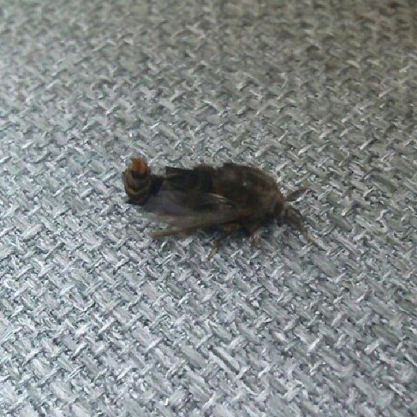 aDFWTaxiCab's tweet image. Can anybody tell me what this thing is???? #grossbug #doesitbite #Dallas