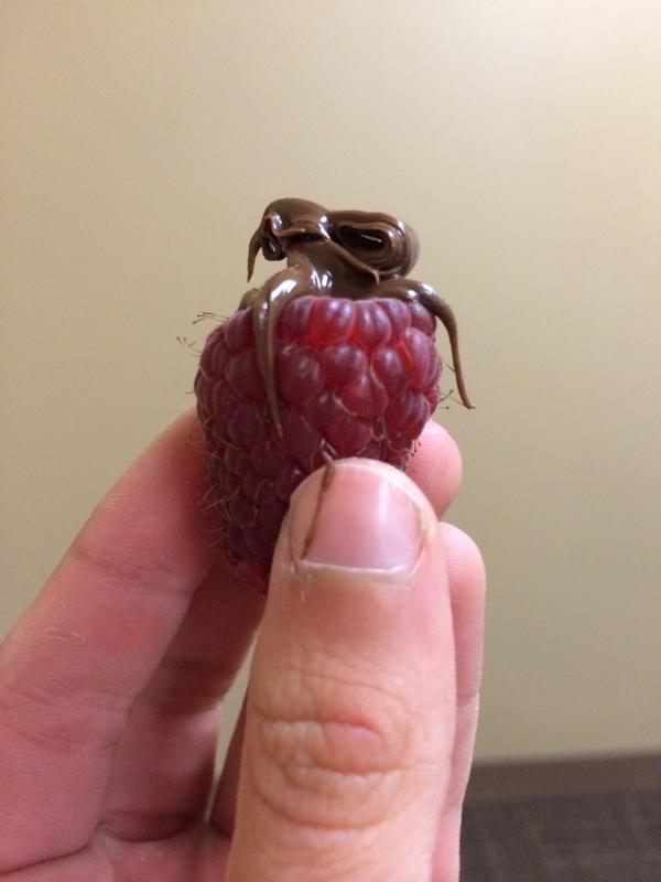skatingobsessed's tweet image. A combination only god could&apos;ve created . #raspberrychocolate #likeeatingheaven