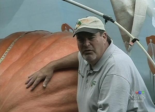 CTVKitchener's tweet photo. A man living near New Tecumseh has grown a 635-kilogram pumpkin: http://t.co/NwU2trAgaC http://t.co/mf7KbMxQOF