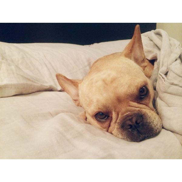 BanjoFrenchie's tweet image. Sick 🐶...but I also don't like Mondays. #frenchieproblems #frenchbulldog  #frenchie… instagram.com/p/s_CM0UDz7I/