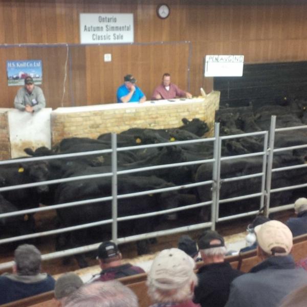 KenSchaus's tweet photo. Hanover Ontario sale tonight. 58 blk strs sell at 998 lbs at 228 Can http://t.co/Nar86VmAuY
