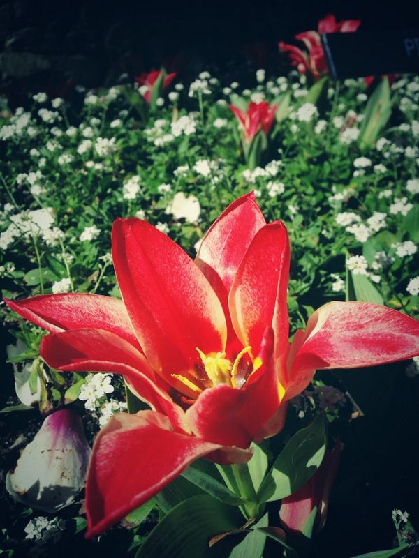 JenniferMacMill's tweet photo. The tulips are looking fantastic @WgtnCC. Bring on this coming Tulip Sunday!! http://t.co/PUjFtpf2fN