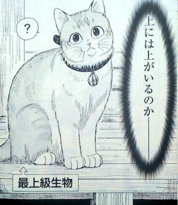 黒コップ على تويتر マタタビ入り打ち粉なんて素敵グッズどこに売ってるんや教えろ 猫だけでなく 飼い主達の可愛さも楽しめると発覚 まぁでもまろすけ最強 そして毎回オチが綺麗だ 東伍郎とまろすけ 1巻 私も今グーゼン猫寺でモフッてきました 皆すまんな