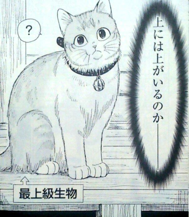 تويتر 黒コップ على تويتر マタタビ入り打ち粉なんて素敵グッズどこに売ってるんや教えろ 猫だけでなく 飼い主達の可愛さも楽しめると発覚 まぁでもまろすけ最強 そして毎回オチが綺麗だ 東伍郎とまろすけ 1巻 私も今グーゼン猫寺でモフッてきました 皆すまん