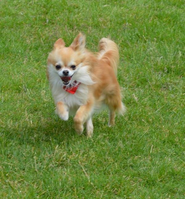 Robinntj's tweet photo. Mijn chihuahua loopt met mij 5km in minder dan een half uur. Beat that 😉 #mnmbe #superdog http://t.co/NDkCkuCGBc