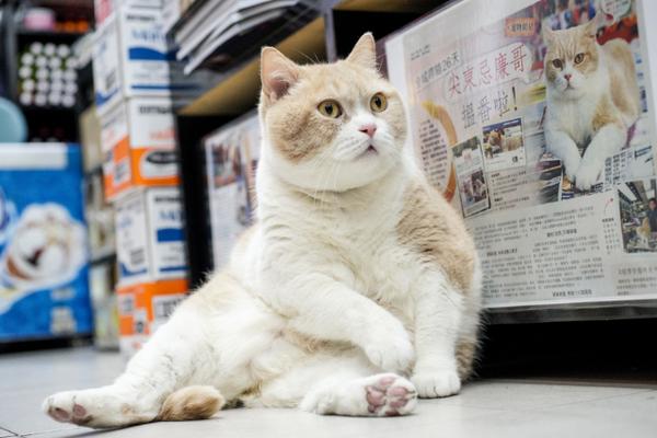 猫びより 本日発売の 女性自身 にて 香港の大スター クリームあにき が紹介されています 日本では未発売のステッカーの読者プレゼントもありますよ 写真は単行本より クリームあにき クリーム兄貴 尖東忌廉哥 Http T Co Crcxuohbei