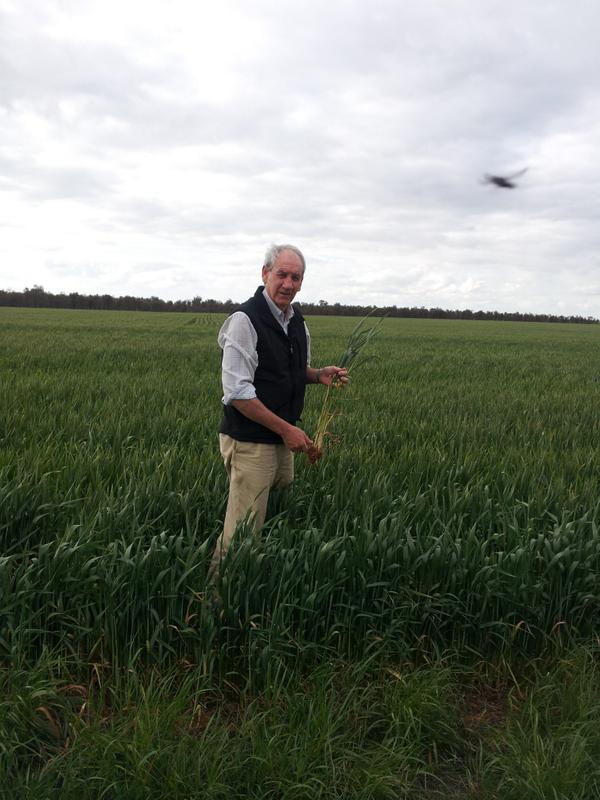Agri_Insights's tweet photo. @storey_ron at it again, this time wheat at Mitamo. If you'll be at @VFFGrains in Swan Hill tonight, come say 'hi'! http://t.co/d9nv56DN37