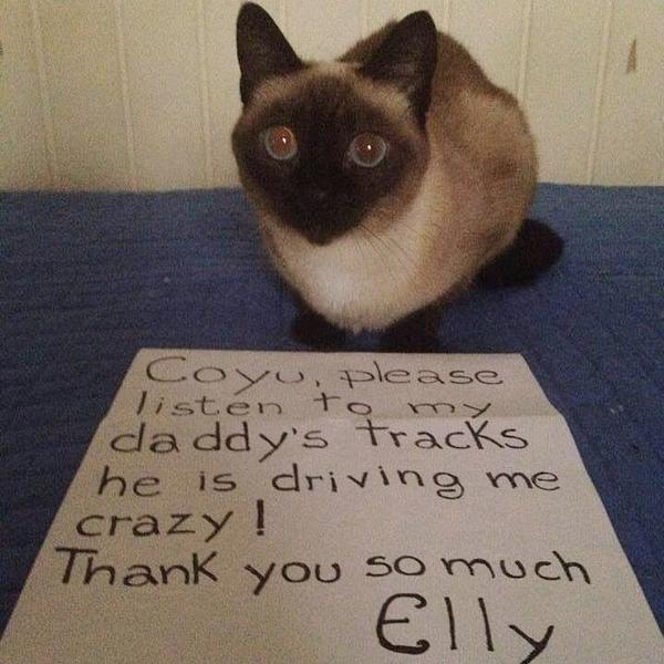 coyumusic's tweet photo. Funny way to ask me to listen demos 🐱☺️👏 http://t.co/vr2taGMaOW